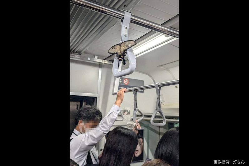 電車内で遭遇した謎の虫、規格外のサイズにゾッとした　思わぬ「正体」で二度驚く…