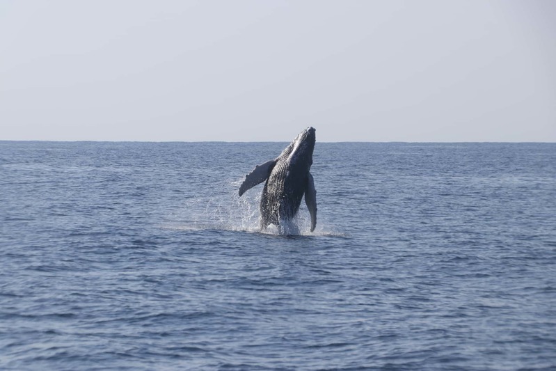 ザトウクジラの個体数は増えている?減っている? ホエールウォッチング・スイムの与える影響とは
