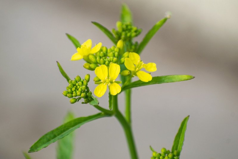 「からし菜」とはどんな植物？カラシが採れるの？菜の花やわさび菜との違いは？