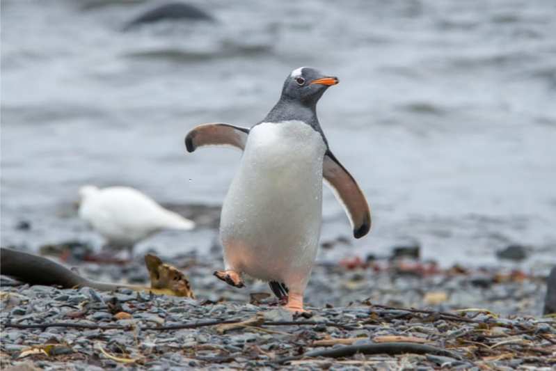 温暖化に追いつかない！ペンギンの進化スピードが大幅に減速していると判明