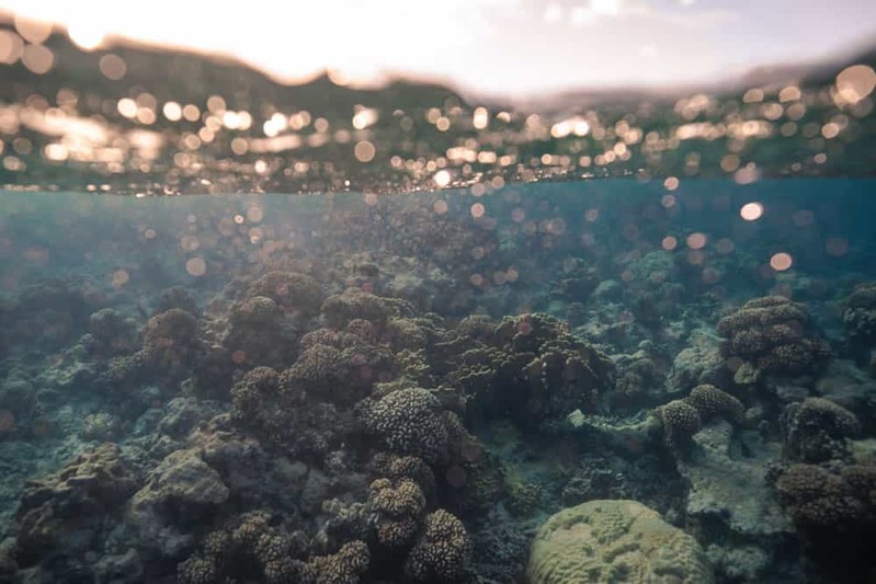 タヒチ沖で発見！ありえない深さに生息する世界最大級のサンゴ礁