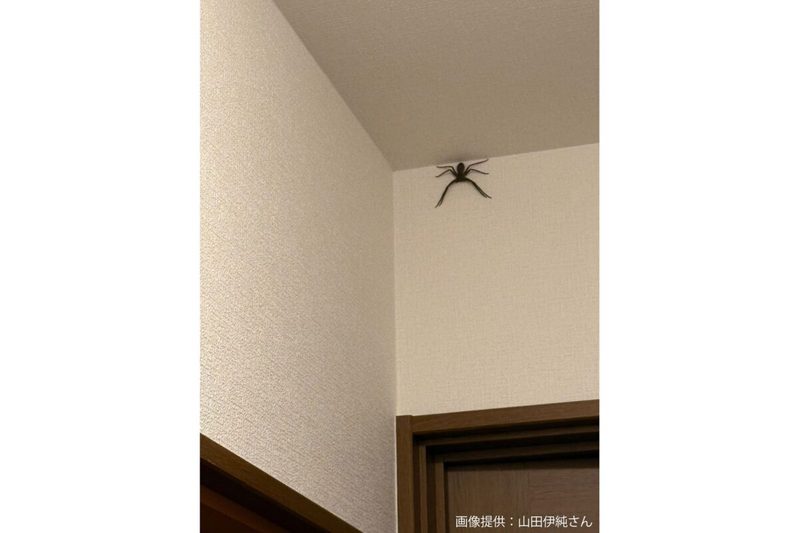 家の天井に巨大なクモ発見、思わず死を覚悟するも… 専門家は「ゴキブリを駆逐する戦士」と敬礼