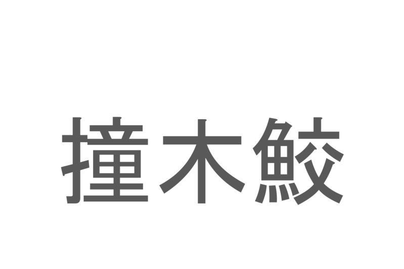 【読めたらスゴイ！】「撞木鮫」とは一体何のこと！？頭部が特徴的な海の生き物のことですが・・この漢字を読めますか？