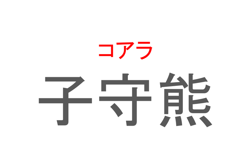 【読めたらスゴイ！】「子守熊」とは一体何のこと！？オーストラリアに生息する動物園の人気者ですが・・・この漢字を読めますか？