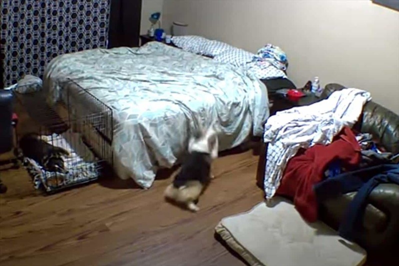 ペットカメラは見た！ベッドの上に行きたいコーギー。ジャンプして飛び乗ろうと何度も挑戦しますが・・・【アメリカ・動画】