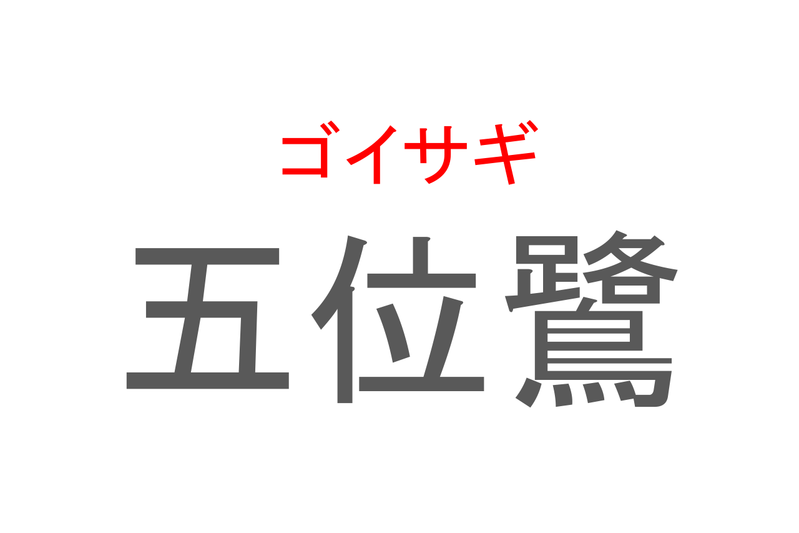 【読めたらスゴイ！】「五位鷺」とは一体何のこと！？鳴き声が特徴的でペンギンにも似ている鳥ですが・・・この漢字を読めますか？