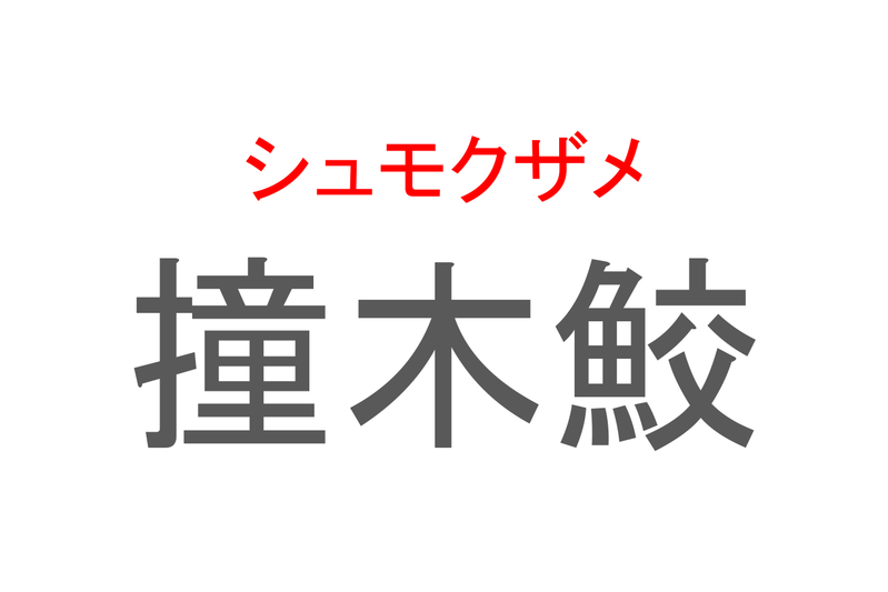 【読めたらスゴイ！】「撞木鮫」とは一体何のこと！？頭部が特徴的な海の生き物のことですが・・この漢字を読めますか？