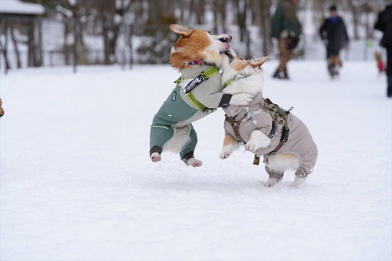 雪の上ではっけよ～い！相撲をとるコーギーたちに反響「かわいいが過ぎてたらない」「コーギー相撲2月場所」