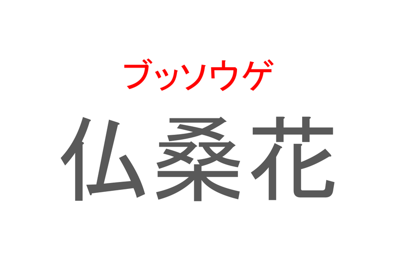 【読めたらスゴイ！】「仏桑花」とは一体何のこと！？南国のイメージの強いある植物の事ですが・・、この漢字を読めますか？