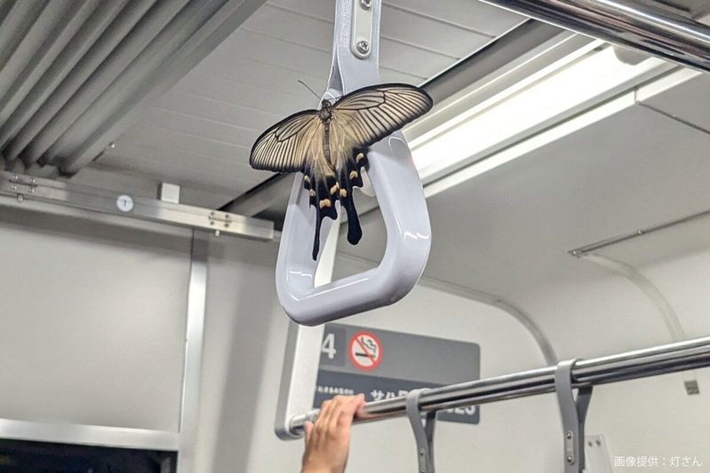 電車内で遭遇した謎の虫、規格外のサイズにゾッとした　思わぬ「正体」で二度驚く…