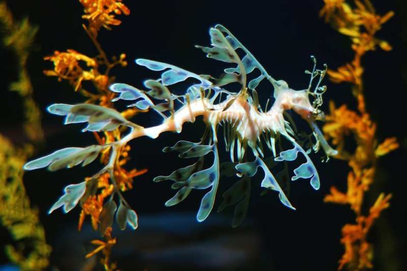 海藻のような肢は背骨の変化!?　奇抜な見た目のシードラゴンをゲノム解析！