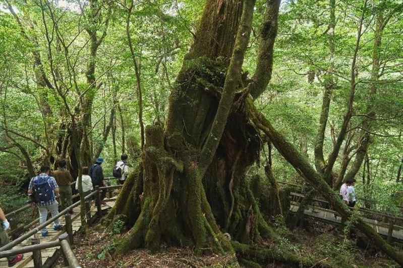 アウディが挑戦する世界遺産「屋久島」でのカーボンニュートラル【自動車業界の研究】