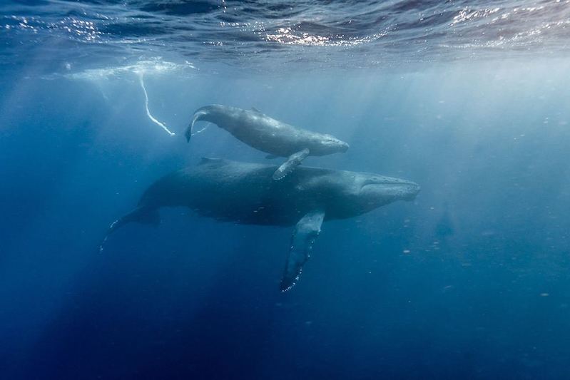 ザトウクジラの個体数は増えている?減っている? ホエールウォッチング・スイムの与える影響とは