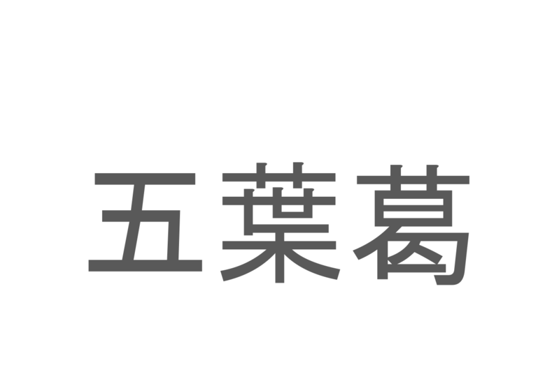 【読めたらスゴイ！】「五葉葛」とは一体何のこと！？野草として見られるある植物のことですが・・この漢字を読めますか？