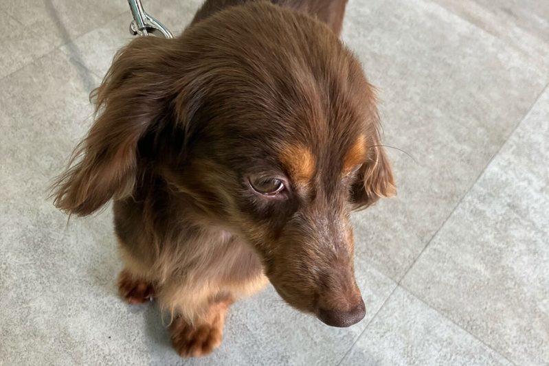 しっぽに毛が無い保護犬、譲渡から1年の変貌に目を疑う　「ここまで変わる？」と驚きの声も…