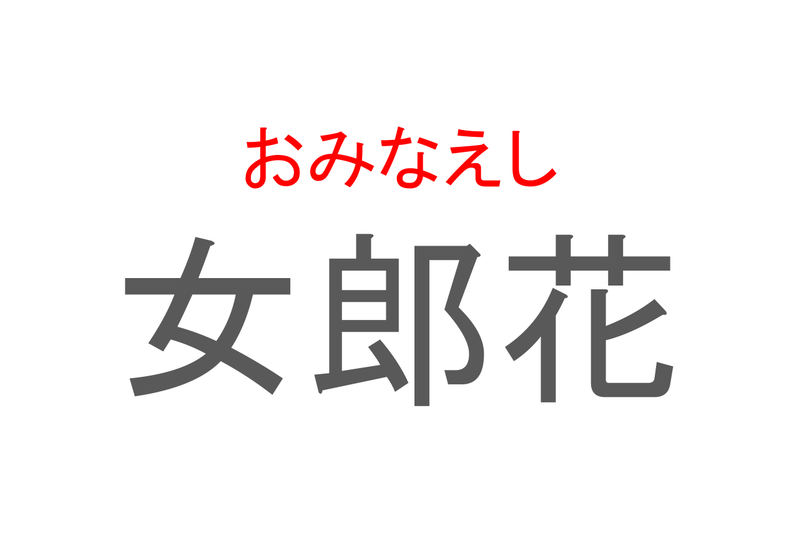 【読めたらスゴイ！】「女 郎花」とは一体何のこと！？「秋の七草」としても知られる花なのですが・・・この漢字を読めますか？