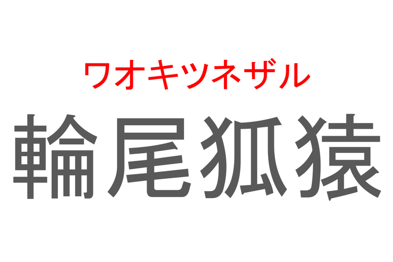 【読めたらスゴイ！】「輪尾狐猿」とは一体何のこと！？尻尾が印象的なある動物のことですが・・、この漢字を読めますか？