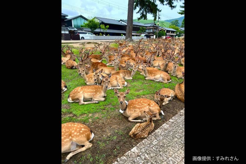 友人からの写真、背景を見てゾッとした…　奈良県の日常が「どう見ても合成」と話題