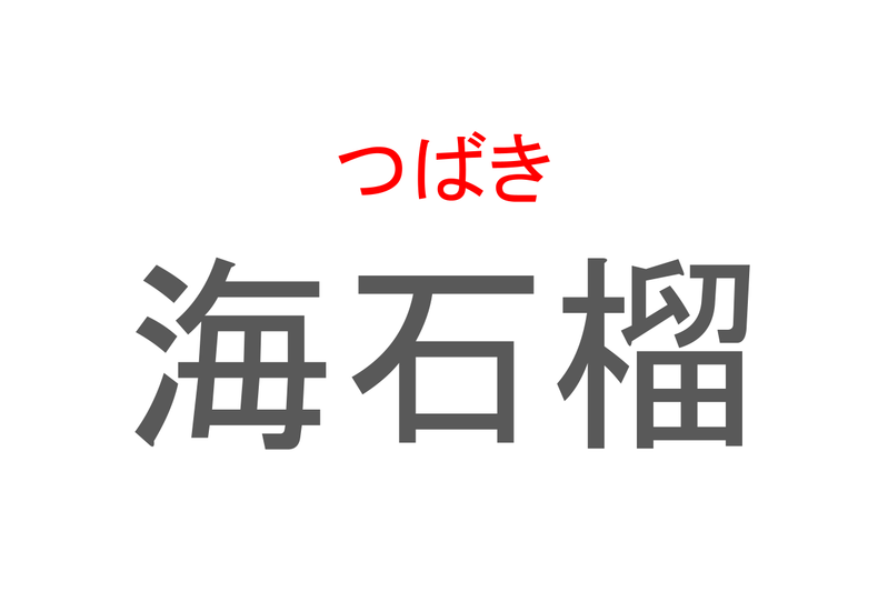 【読めたらスゴイ！】「海石榴」とは一体何のこと！？海とは入っていますが「控えめな素晴らしさ」等の花言葉のある植物の事ですが・・・この漢字を読めますか？