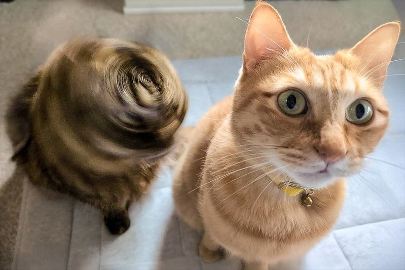 すさまじいネコドリルだ!顔が判別できないほどの動きに反響「軸のブレない見事なネコドリル」「右の子が真顔なのが妙に面白い」