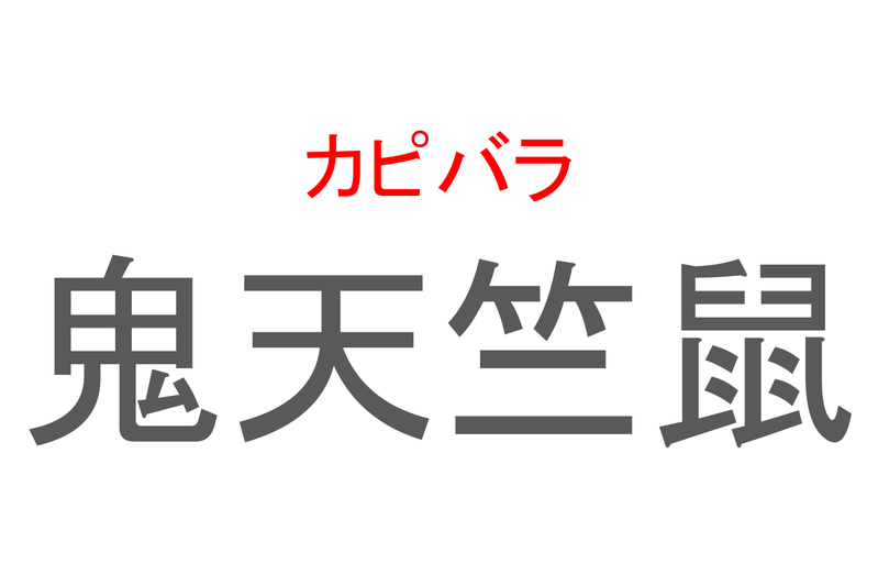 【読めたらスゴイ！】「鬼天竺鼠」とは一体何のこと！？動物園でも人気の生き物ですが・・、この漢字を読めますか？