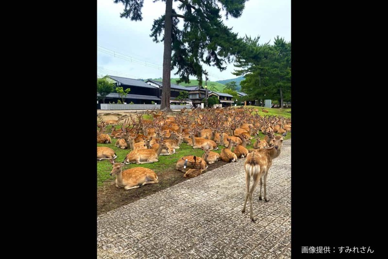 友人からの写真、背景を見てゾッとした…　奈良県の日常が「どう見ても合成」と話題