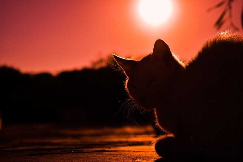 「夙夜夢寐」とはどんな意味？その成り立ちや類義語とは？