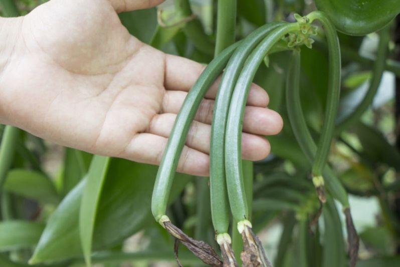 バニラにも花は咲くの?その花言葉は?香料となるバニラの香りがするのはどの部分?