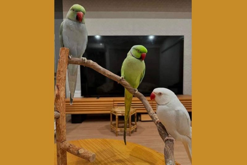 イタズラがバレたインコたち　飼い主から怒られたときの“スン…”動画に爆笑