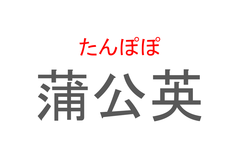 【読めたらスゴイ！】「蒲公英」とは一体何のこと！？春を代表する花のひとつですが・・・この漢字を読めますか？