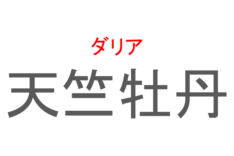 【読めたらスゴイ！】「天竺牡丹」とは一体何のこと！？大きくて丸い形をしたその花は・・・この漢字を読めますか？