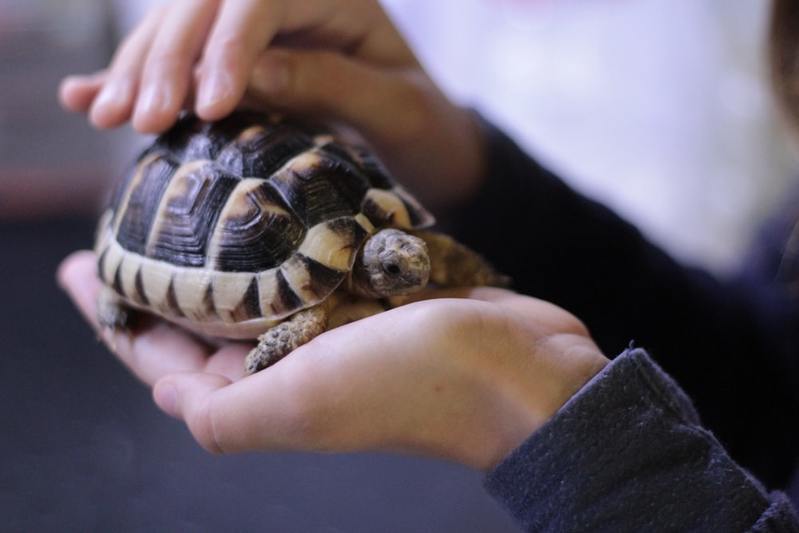 ペットに人気の爬虫類ベスト6！よくなついて飼いやすい初心者にもおすすめの種類は？