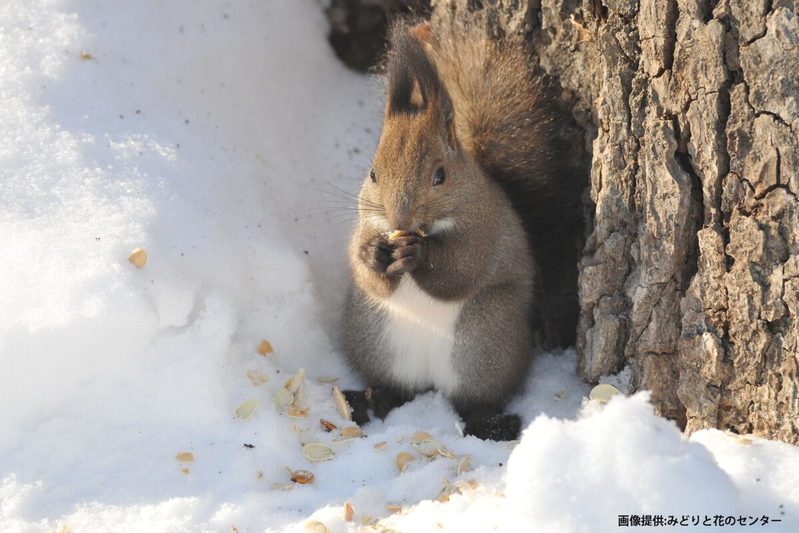 「エゾリスにエサをあげないで」注意看板が増加、一体なぜ…　餌付け行為の問題にショック