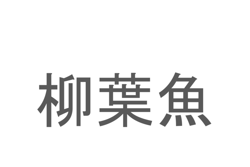 【読めたらスゴイ！】「柳葉魚」とは一体何のこと！？食卓やおつまみとしてもおなじみの魚ですが・・・この漢字を読めますか？