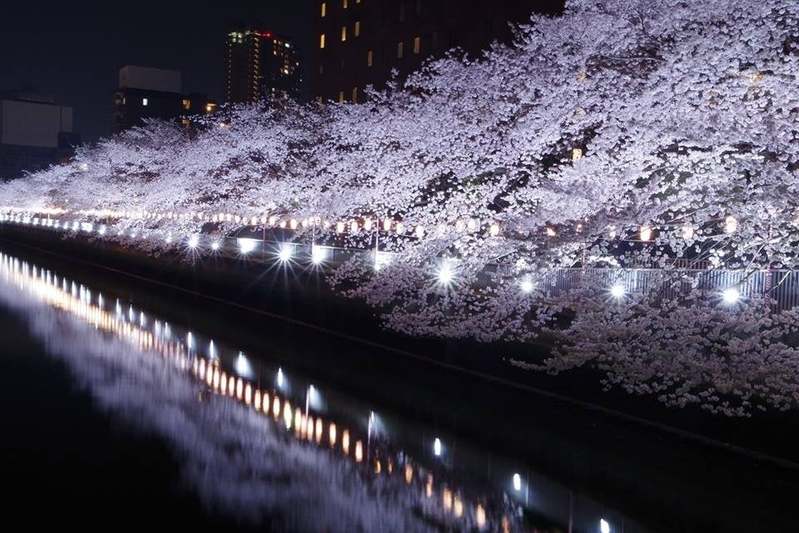 川沿いの桜を江戸風情溢れる和船で満喫「第19回 お江戸深川さくらまつり」3月18日から開催