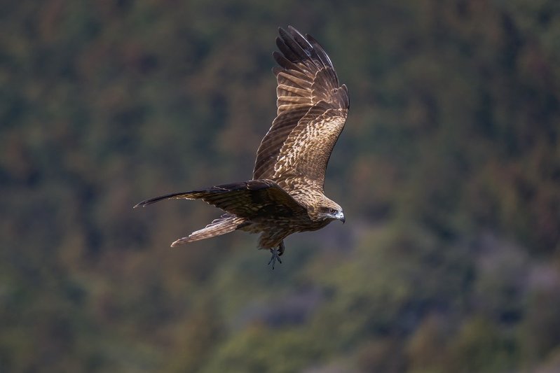 「鳶に油揚げをさらわれる」とはどんな意味？その成り立ちには「鳶」の習性が関係していた！！