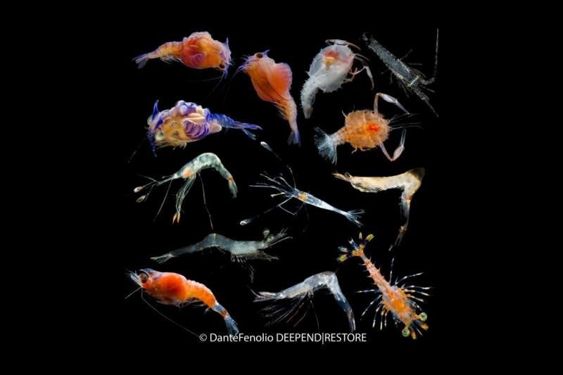 深海のモンスター生物の正体を調査！そのほとんどは「エビの幼生」だった