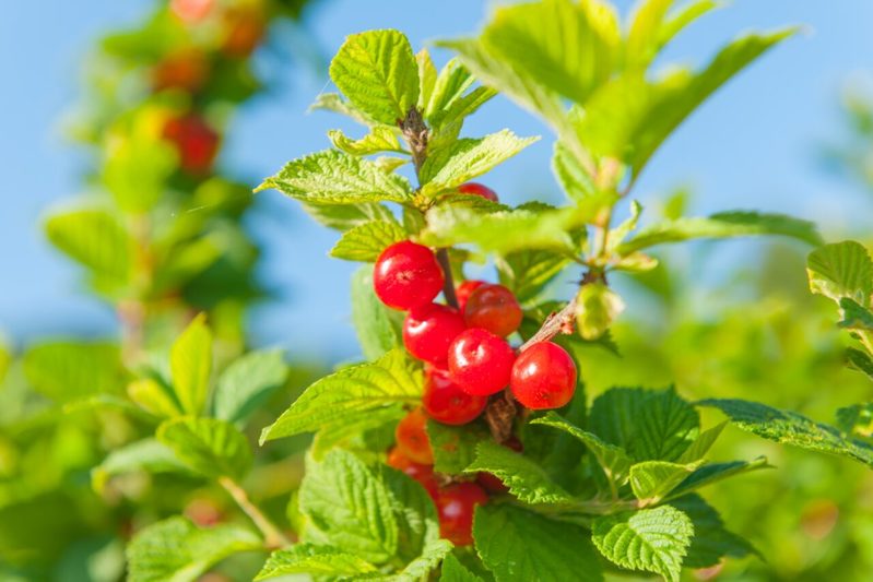 【読めたらスゴイ！】「山桜桃」とは一体何のこと！？桜や桃に似た花を咲かせる植物ですが・・・この漢字を読めますか？