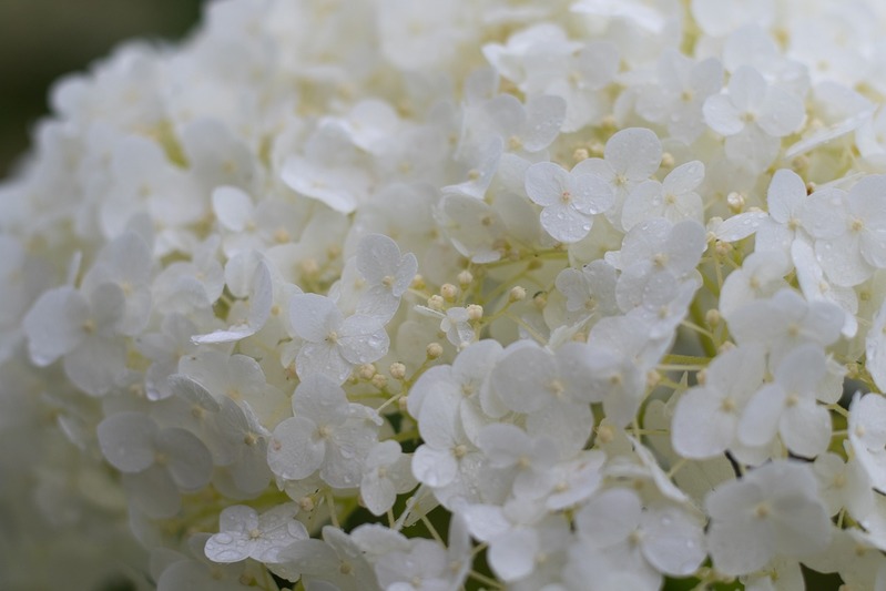 梅雨時に盛りを迎える「紫陽花」と「アナベル」の違いは何?大きな違いは原生地?
