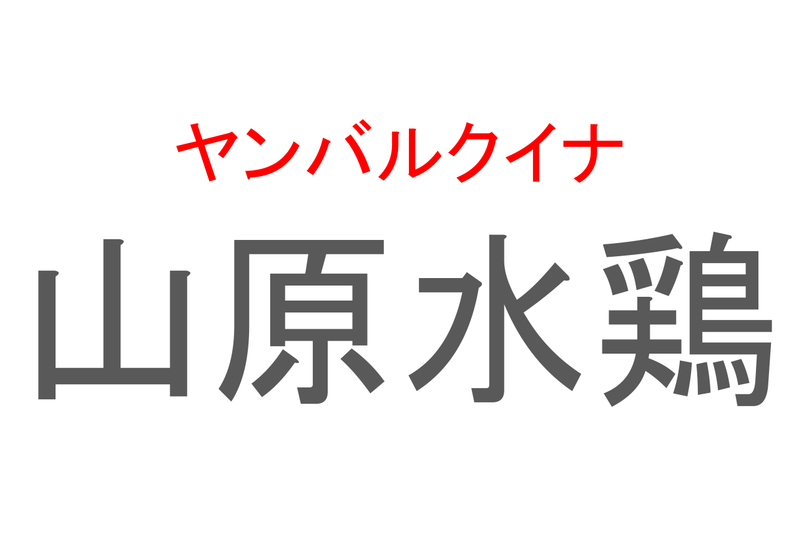 【読めたらスゴイ！】「山原水鶏」とは一体何のこと！？沖縄県のある地域にのみ生息する生き物なのですが・・この漢字を読めますか？