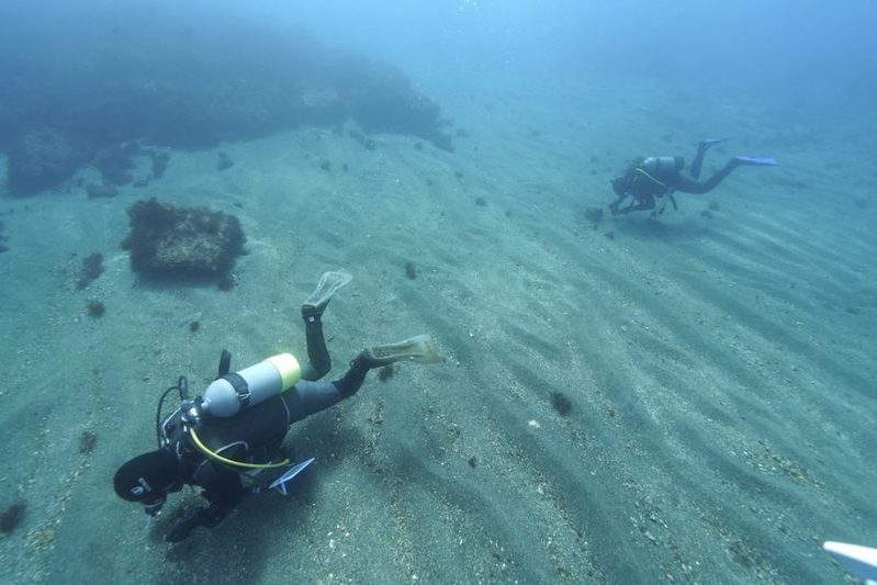 海牛杯開催中！オーシャナ編集部が挑戦してみたらこんなにたくさんのウミウシが…！