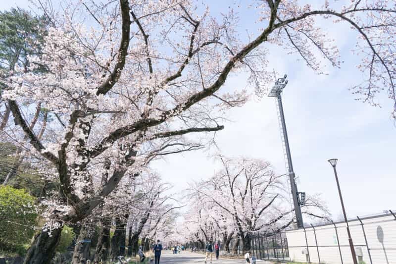 【2022年・開花情報！】富士森公園の桜が見ごろを迎えています!!