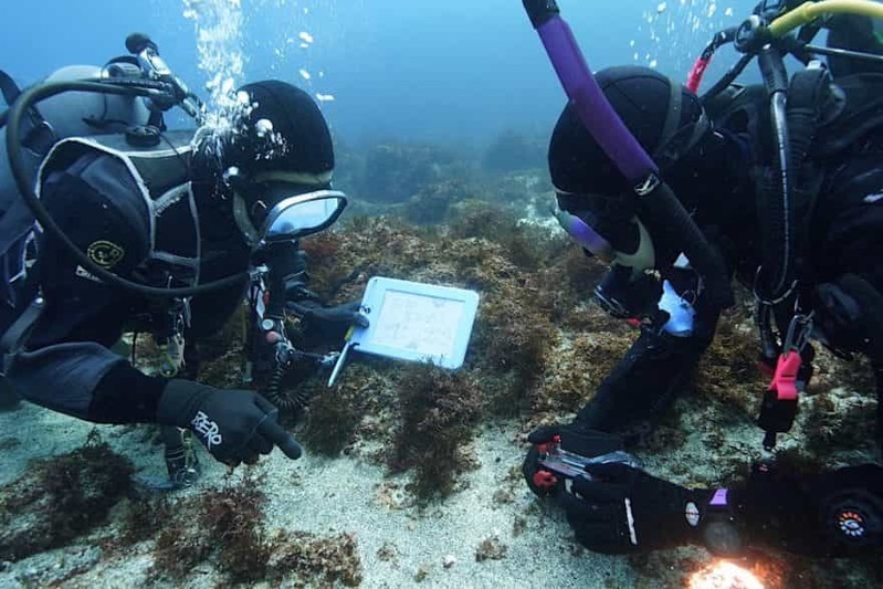 海牛杯開催中！オーシャナ編集部が挑戦してみたらこんなにたくさんのウミウシが…！