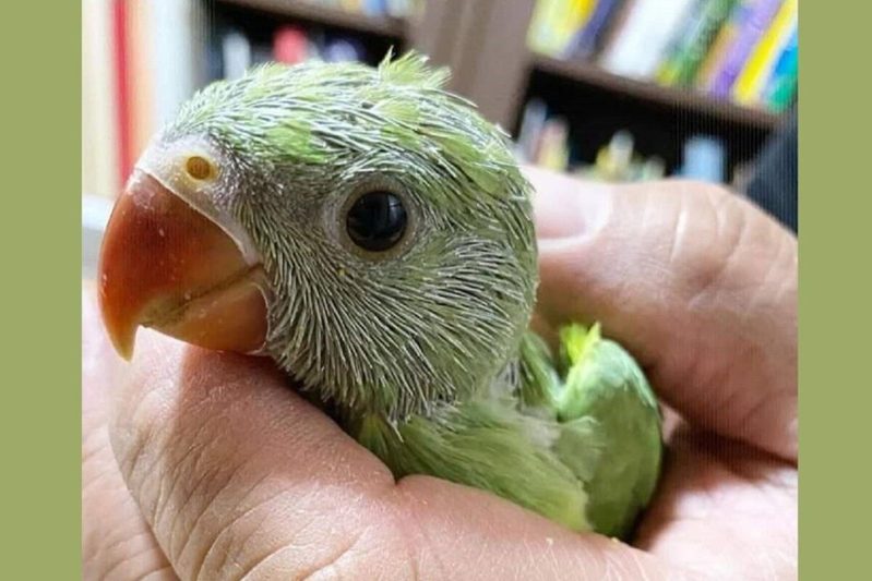 イタズラがバレたインコたち　飼い主から怒られたときの“スン…”動画に爆笑