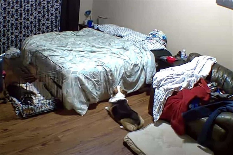 ペットカメラは見た！ベッドの上に行きたいコーギー。ジャンプして飛び乗ろうと何度も挑戦しますが・・・【アメリカ・動画】