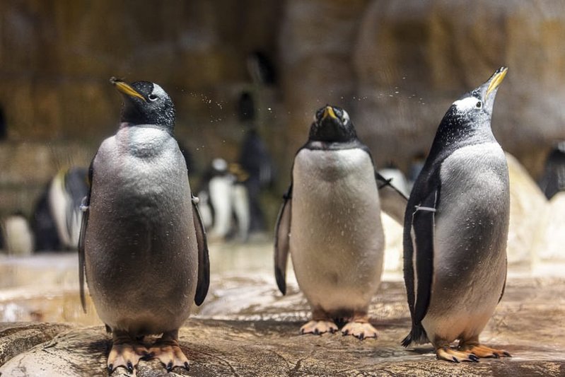 30分も海に潜れるペンギンは血中ヘモグロビンが進化していた