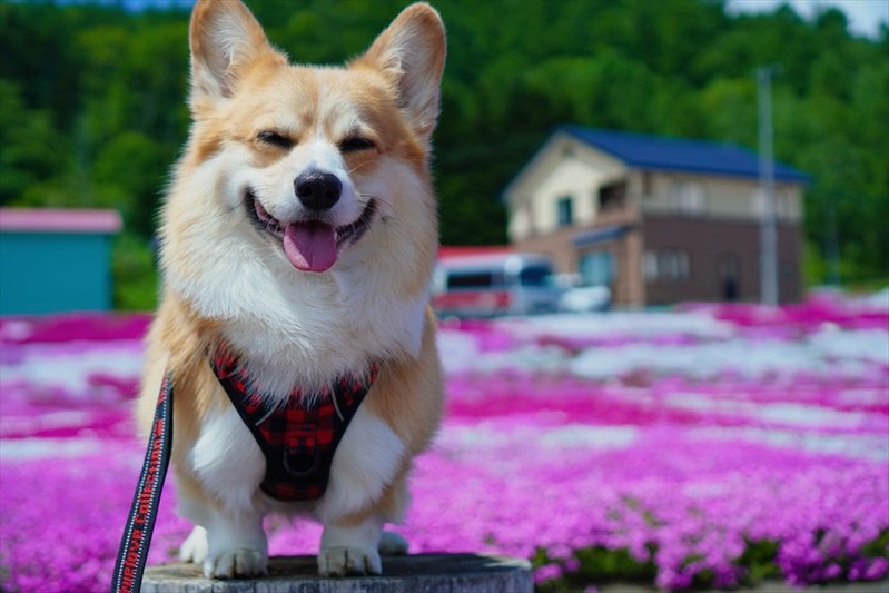 神対応のコーギー！「写真撮らせて下さい」というお願いに・・とびきりの笑顔でお応え！！