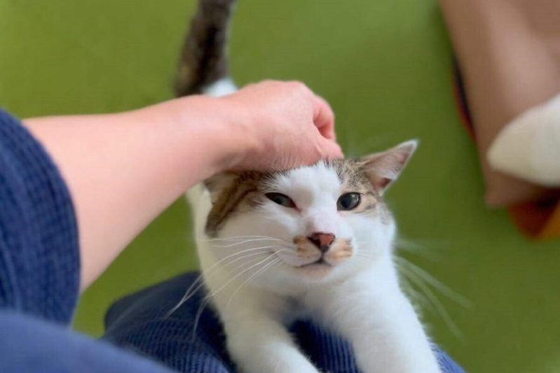 亡き愛猫に伝えた言葉が現実に…　保護した猫の“背中”の模様にグッとくる