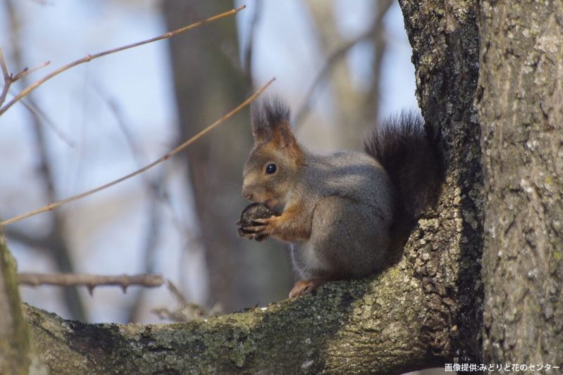 「エゾリスにエサをあげないで」注意看板が増加、一体なぜ…　餌付け行為の問題にショック