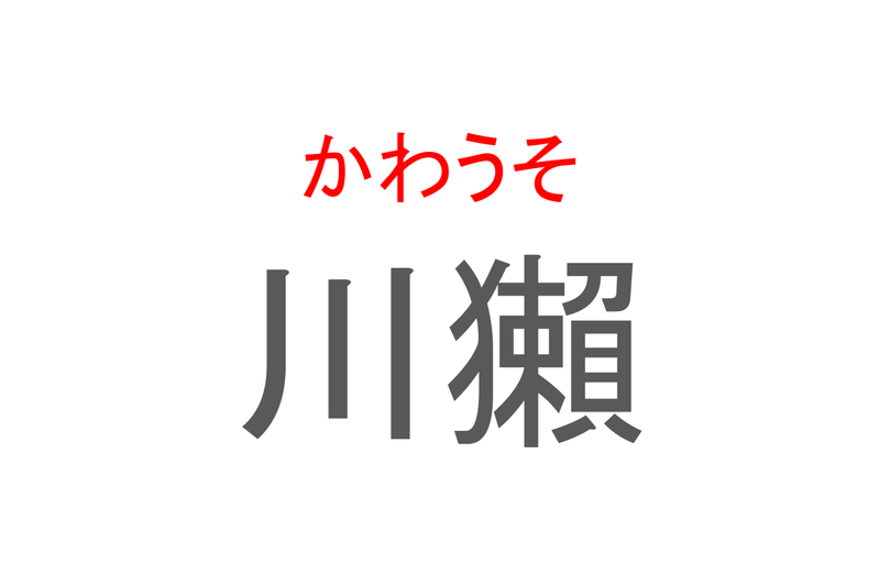 【読めたらスゴイ！】「川獺」とは一体何のこと！？とても愛らしい外見のある動物のことですが・・！この漢字を読めますか？